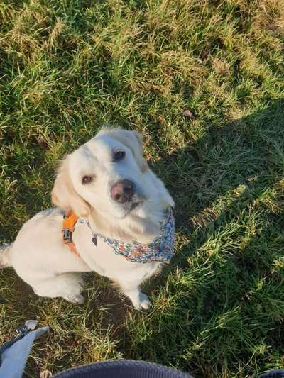 Die besten Hundeblicke 🐾❤️-Beitrag-Bild