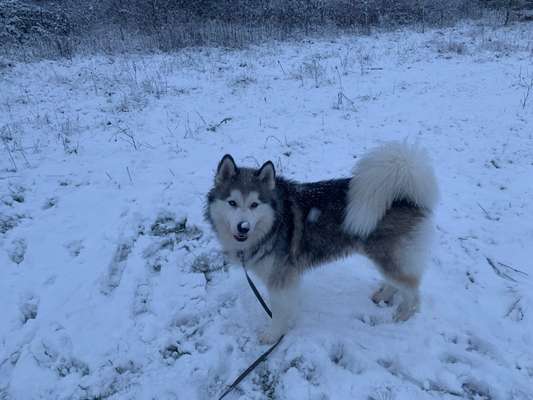 Husky-Beitrag-Bild