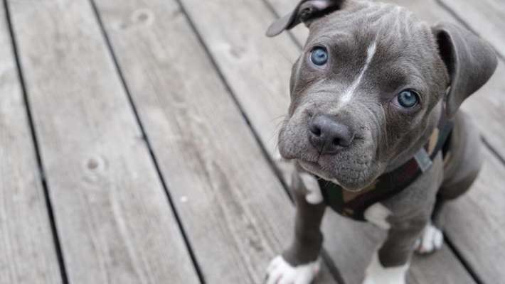 Welpen Bilder !-Beitrag-Bild