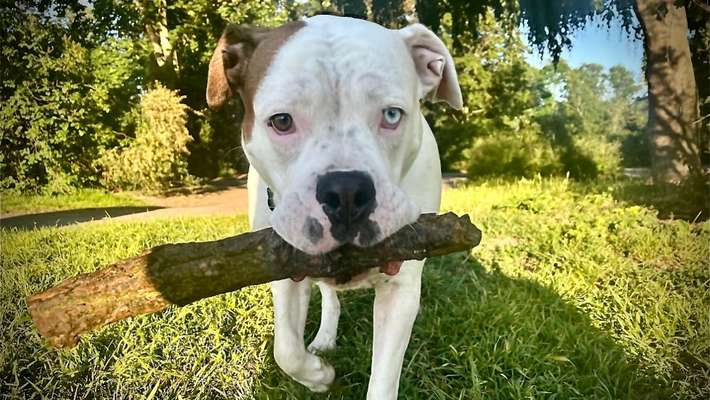 Dogorama Photo Challenge - Apportieren-Beitrag-Bild