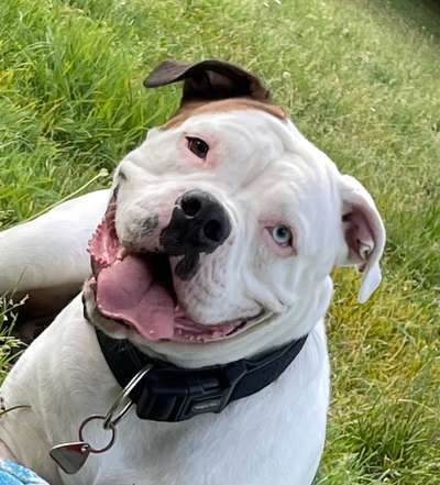 Wo sind meine AMERICAN BULLDOGS?-Beitrag-Bild