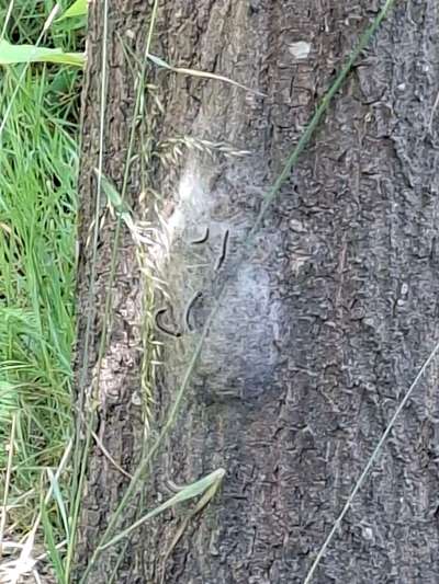 Giftköder-Eichenprozessionsspinner im park-Bild