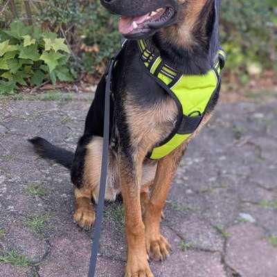 TierschutzhundeStammtisch🐕-Beitrag-Bild
