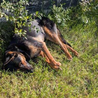 TierschutzhundeStammtisch🐕-Beitrag-Bild