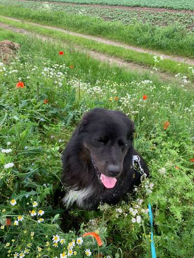 Die Dogorama Monats Challenge "Es grünt und blüht"-Beitrag-Bild