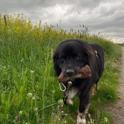 Hundetreffen-Geburtstagsspaziergang-Bild