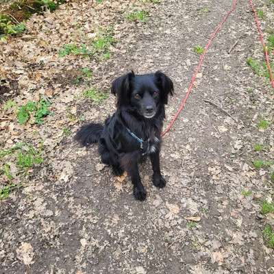 Hundetreffen-Social Walk Wermelskirchen-Bild