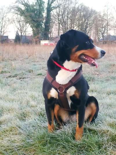 Appenzeller Sennenhunde-Beitrag-Bild