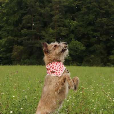 Hundetreffen-Gassi-/Trainingspartner-Bild