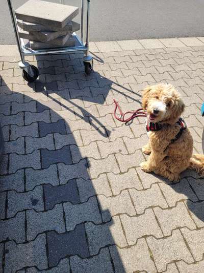 Austausch über Tibetdoodle-Beitrag-Bild