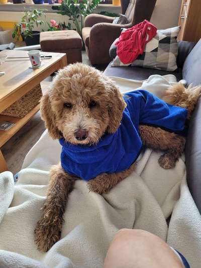 Austausch über Tibetdoodle-Beitrag-Bild