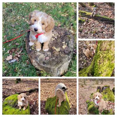 31. Collagen Challenge - Bänke/ Steine /Baumstümpfe-Beitrag-Bild