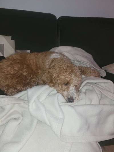 Austausch über Tibetdoodle-Beitrag-Bild