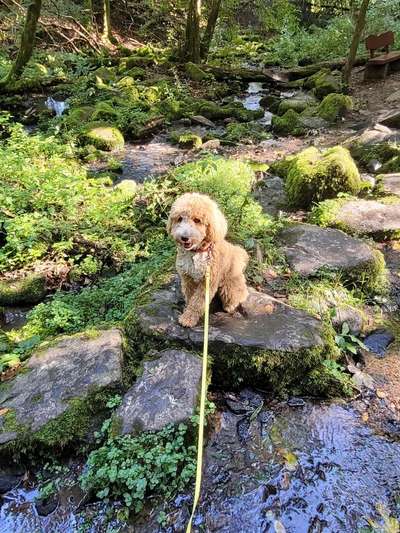 Austausch über Tibetdoodle-Beitrag-Bild