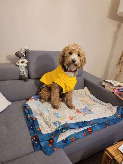 Austausch über Tibetdoodle-Beitrag-Bild