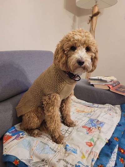 Austausch über Tibetdoodle-Beitrag-Bild