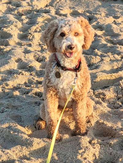 aktuelles Foto Gruppe Tibetdoodle