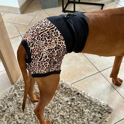 Gut sitzende Läufigkeitshose-Beitrag-Bild