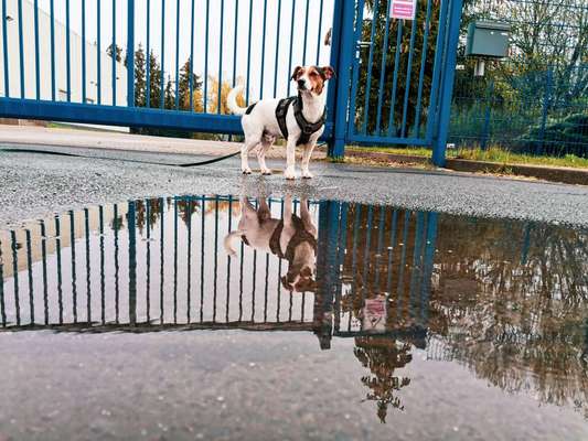 Dogorama-Monats-Challenge-Mai "Wasser"-Beitrag-Bild