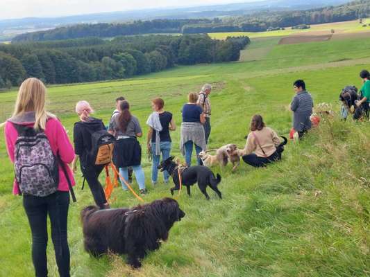 Hundetreffen-Treffen für Wanderungen bzw Gassi Runden-Bild