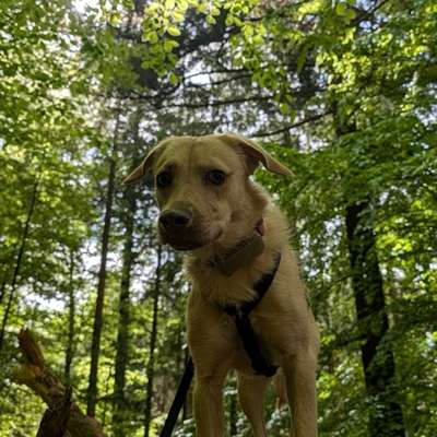Hundetreffen-Spielkameraden gesucht-Bild