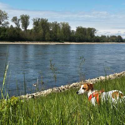 Hundetreffen-Hundewiese Altlußheim