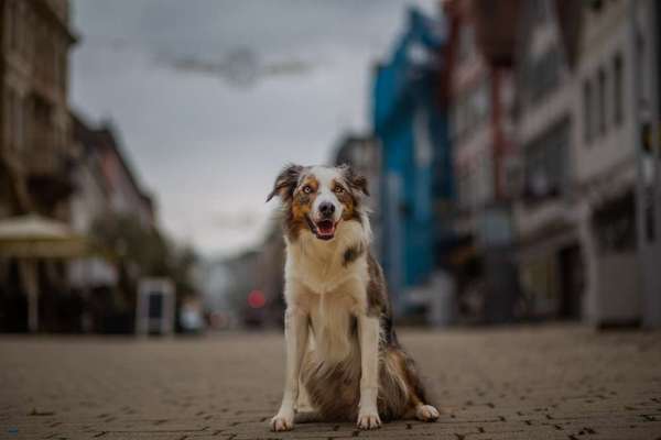 Tierfotografen-Pfotenglueck_tierfotografie-Bild