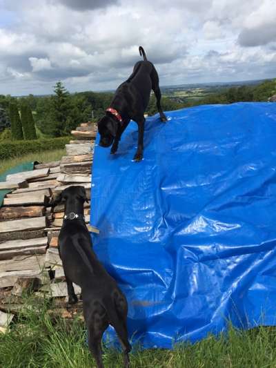 Rhodesian Ridgeback-Beitrag-Bild