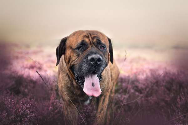 Boerboels-Beitrag-Bild