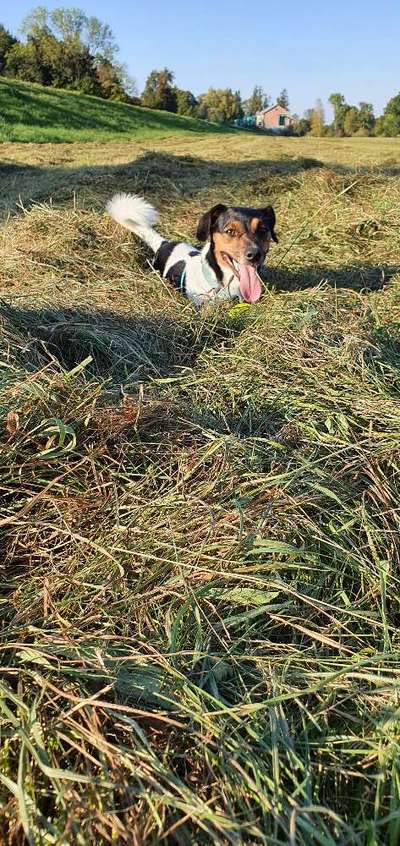 Jack Russell Terrier-Beitrag-Bild