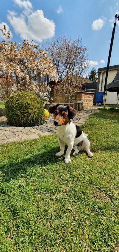 Jack Russel-Beitrag-Bild