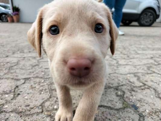 Wo sind meine Labrador Freunde-Beitrag-Bild