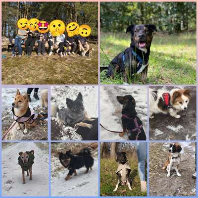 Hundetreffen-Hunderunde am Wochenende-Bild