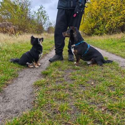 Hundetreffen-Hundespaziergang zwischen Bernau & Biesenthal-Bild