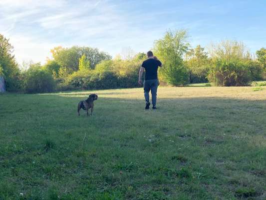 Hundeauslaufgebiet-Verkehrsbetriebe Magdeburg Sudenburg-Bild