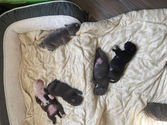 Olde English Bulldogge-Beitrag-Bild