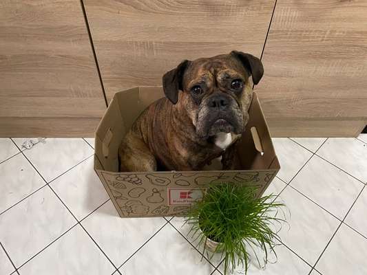 Olde English Bulldogge-Beitrag-Bild