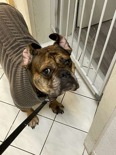 Olde English Bulldogge-Beitrag-Bild