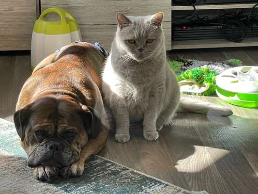 Olde English Bulldogge-Beitrag-Bild