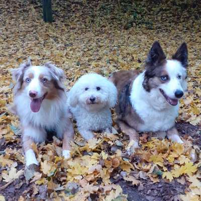 Hundetreffen-Hundefreunde gesucht-Bild