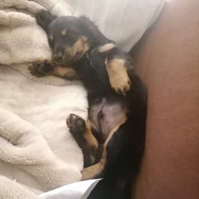 Welpen Bilder !-Beitrag-Bild