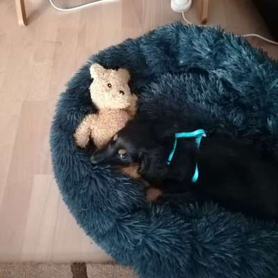 Challenge 23 : "  Euer Hund beim Frühlingserwachen "-Beitrag-Bild