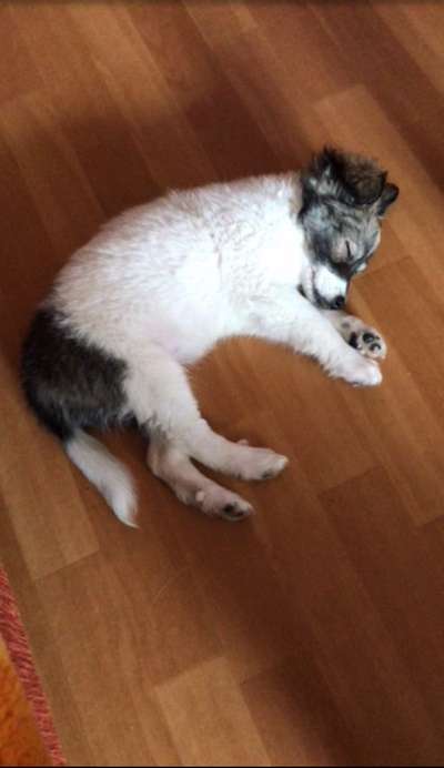 Welpen Bilder !-Beitrag-Bild