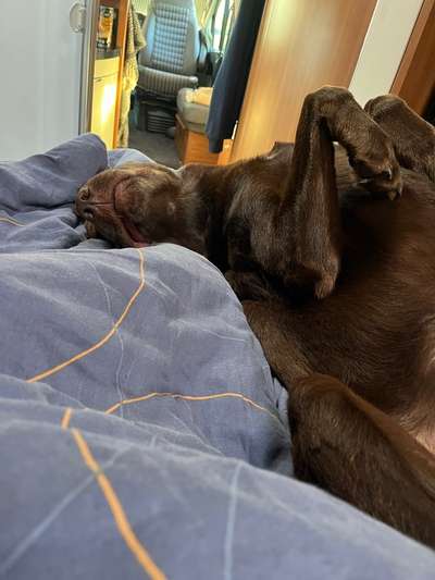 Wie kamst du zu deinem Hund?-Beitrag-Bild