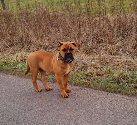 Zeigt mal die schönsten Bilder von euren Hunden !-Beitrag-Bild