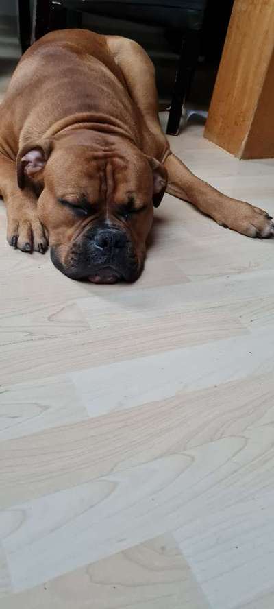 gutes Futter für Junghunde-Beitrag-Bild