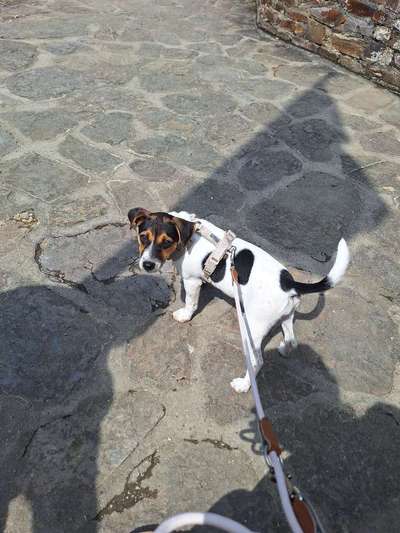 Dansky (Dansk-Svensk Gårdshund)-Beitrag-Bild