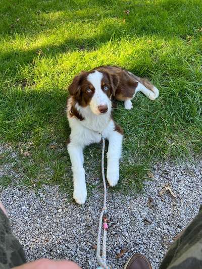 Hundetreffen-Freuen uns über neue Kontakte-Bild