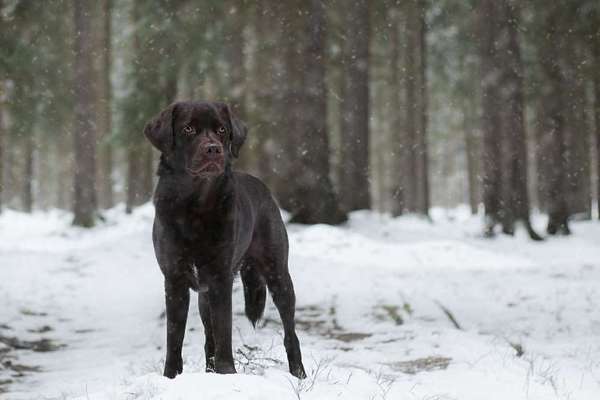 Labradorfans-Beitrag-Bild