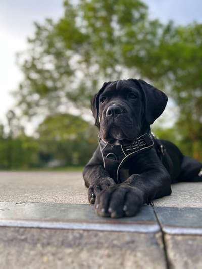 Hundetreffen-Hunde spielen-Bild